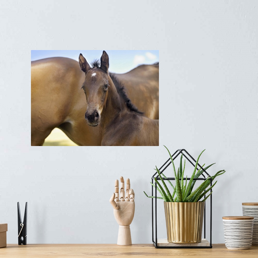 A bohemian room featuring Mare and new born foal