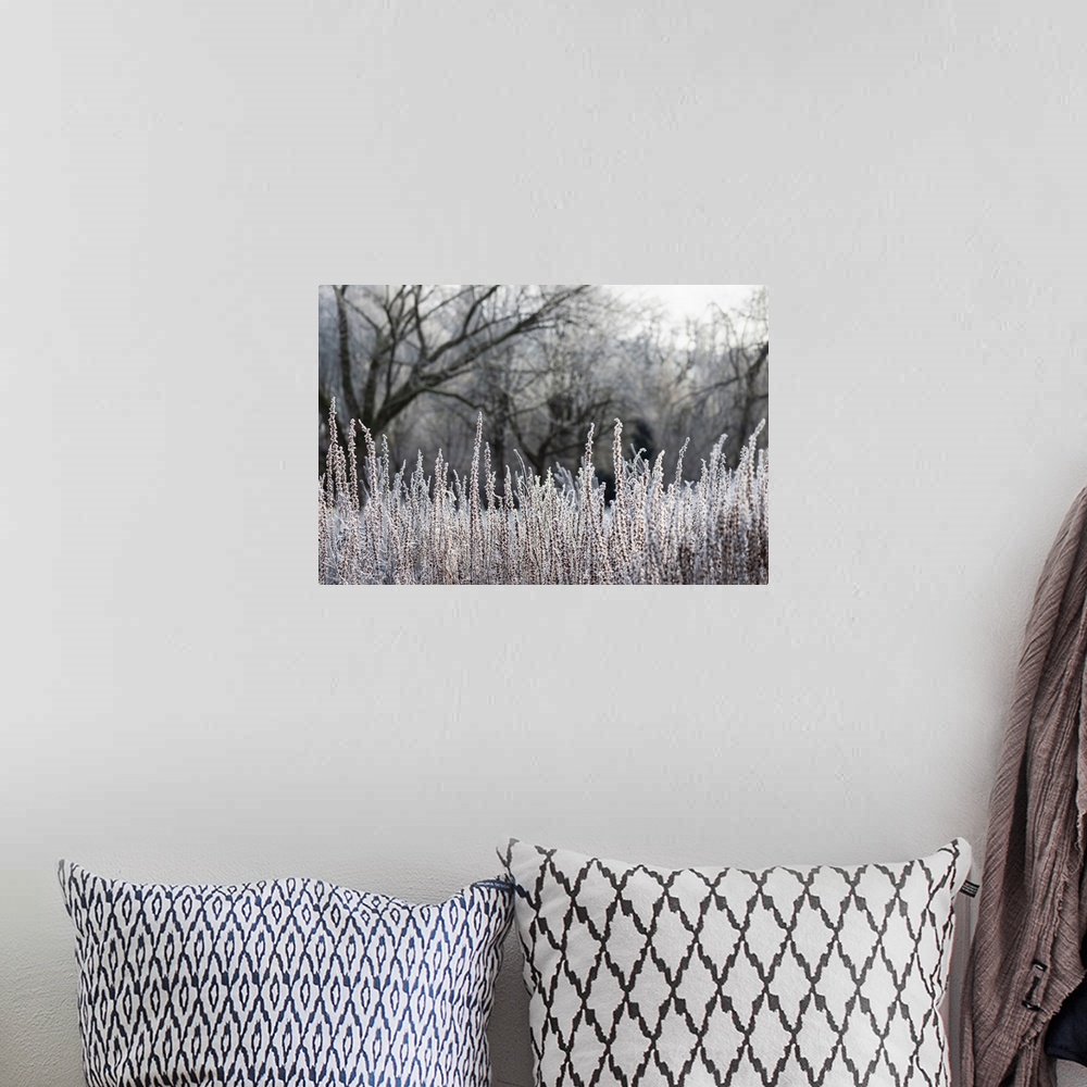 A bohemian room featuring Beautiful winter landscape with misty sunrise. Trees and grass are covered with hoarfrost in the ...
