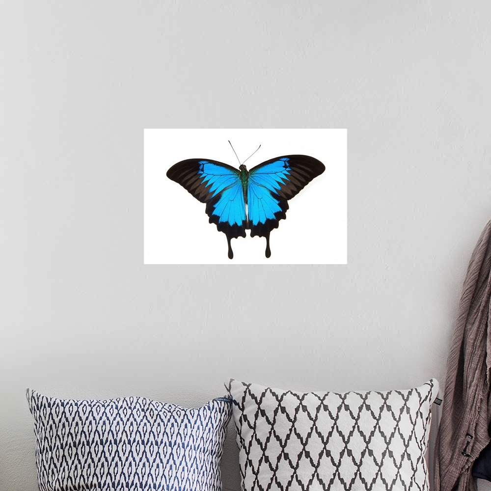 A bohemian room featuring Mountain Blue Swallowtail Butterfly from Australia, Papilio Uysses, male study against white back...