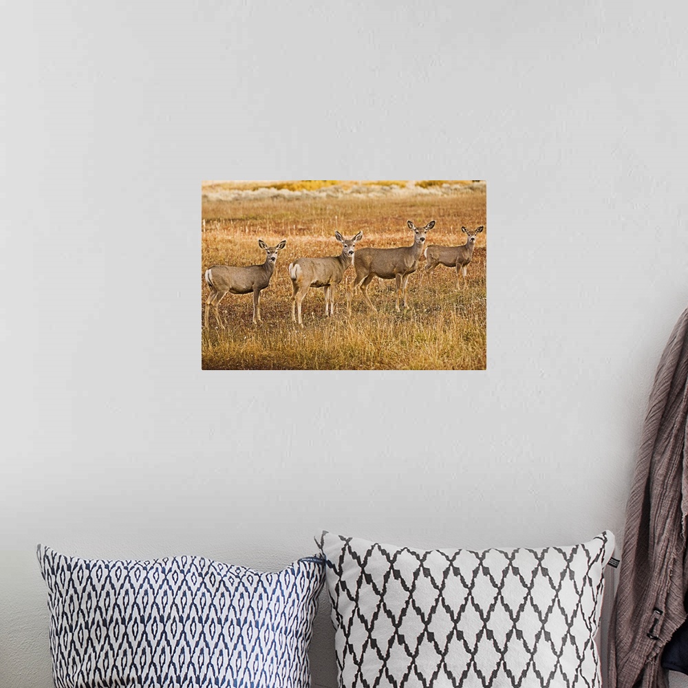 A bohemian room featuring Mule deer (Odocoileus hemionus) One on left with a strange look on face