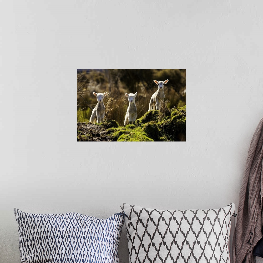 A bohemian room featuring New Zealand, South Island, Fiordland National Park