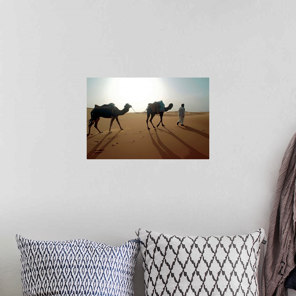 A bohemian room featuring Nomad with camels in Sahara desert , Morocco , Africa