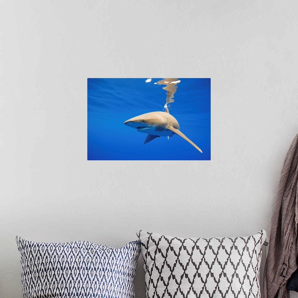 A bohemian room featuring Underwater view of Oceanic whitetip sharks (Carcharhinus longimanus) circling in Pacific Ocean of...
