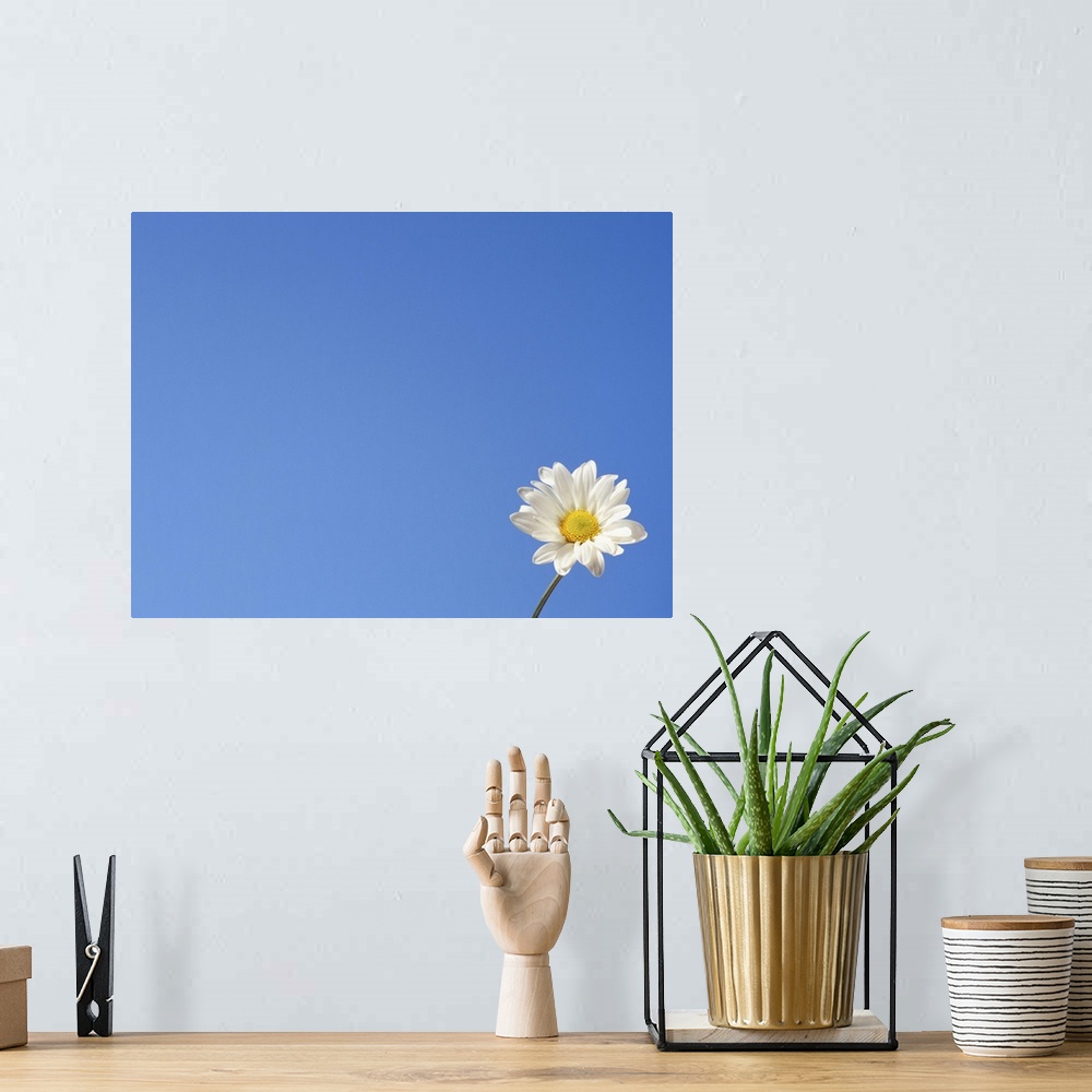 A bohemian room featuring One daisy against blue sky