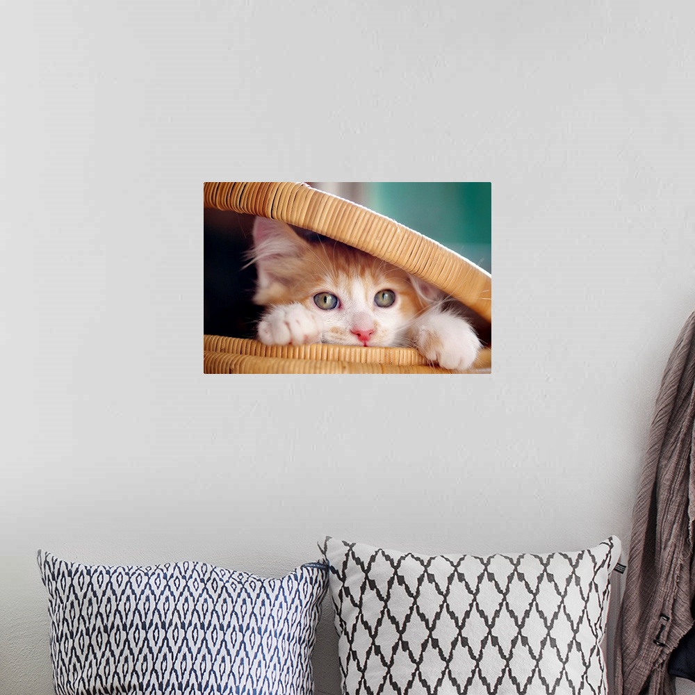 A bohemian room featuring Orange and white kitten in basket.