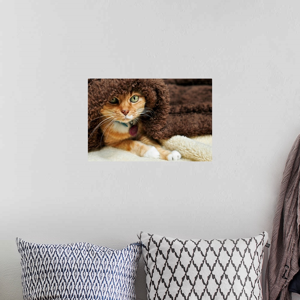A bohemian room featuring Orange tabby cat peeking out from underneath brown plush blanket.