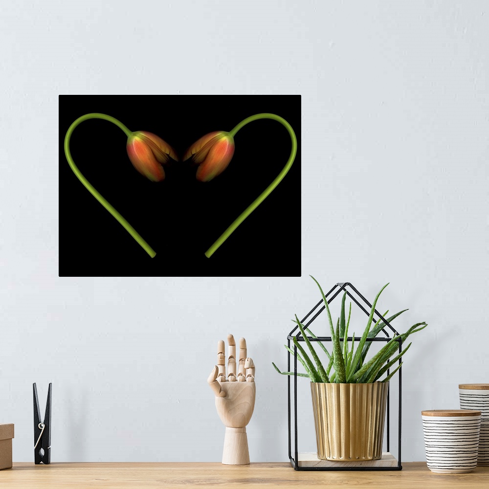 A bohemian room featuring Orange tulips on black background in shape of heart.