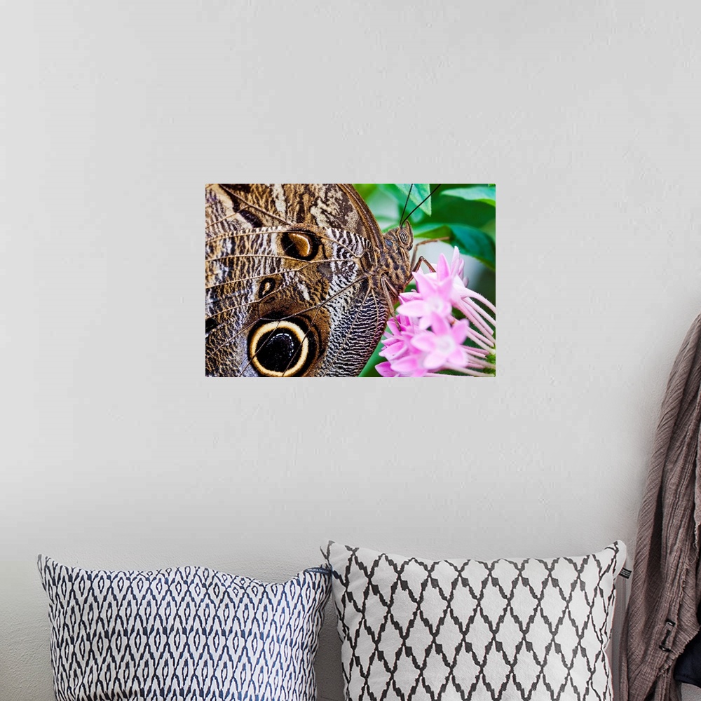 A bohemian room featuring Owl butterfly on flowers.