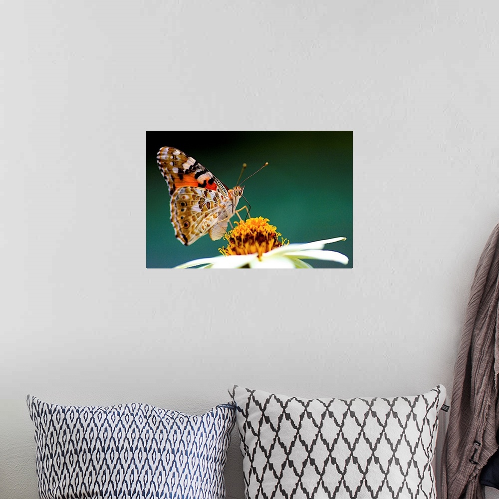 A bohemian room featuring Painted Lady  Vanessa cardui with  Zinnia flower.