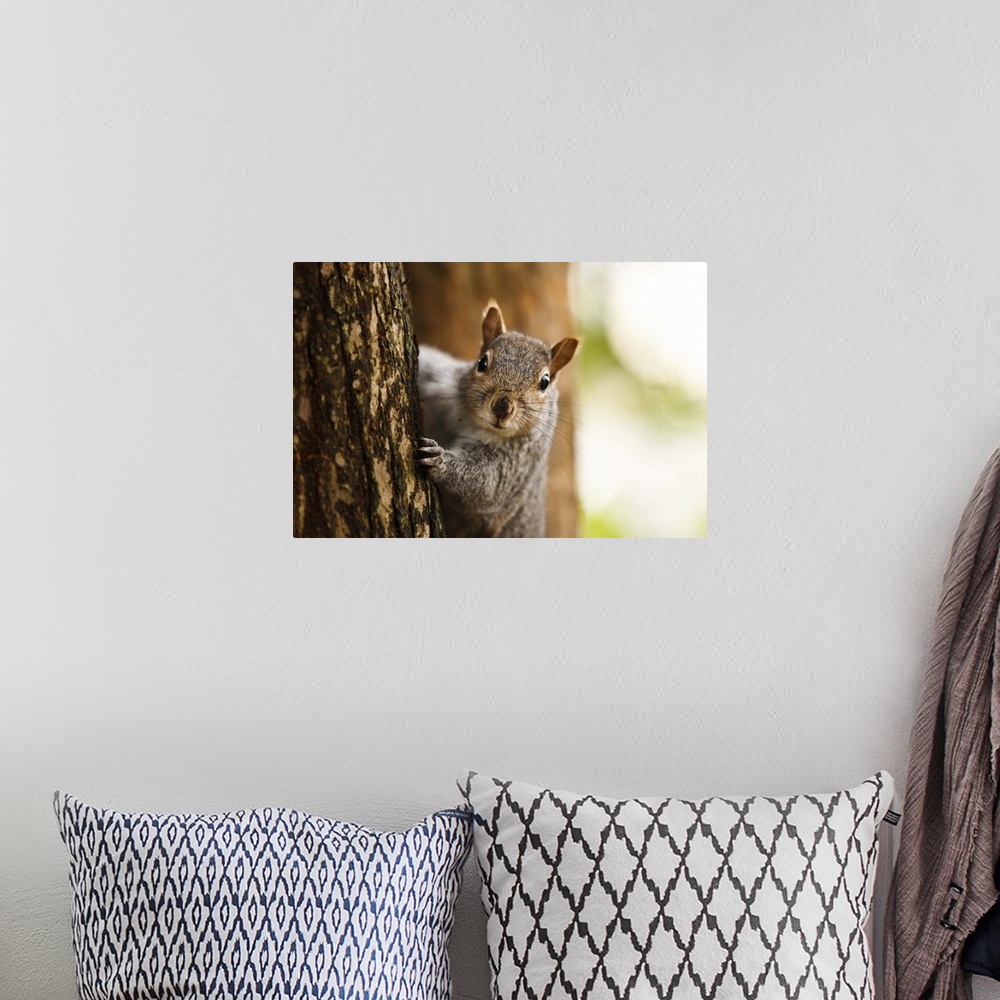 A bohemian room featuring squirrel peeping from behind a tree