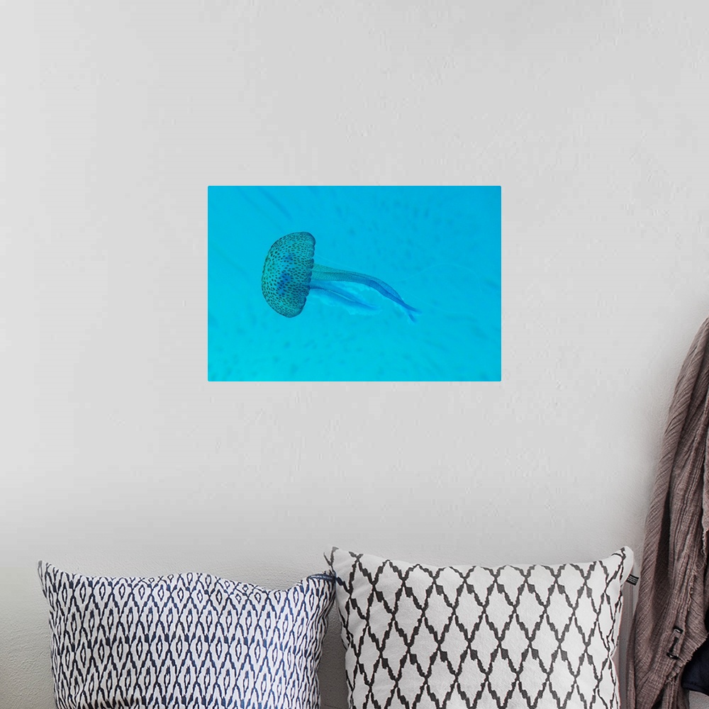A bohemian room featuring Pelagia noctiluca     jellyfish taken underwater in Mediterranean sea.