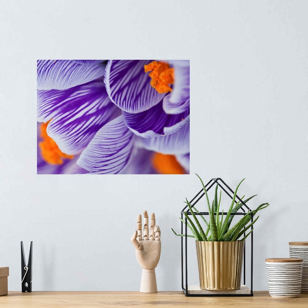 A bohemian room featuring Pickwick Crocus