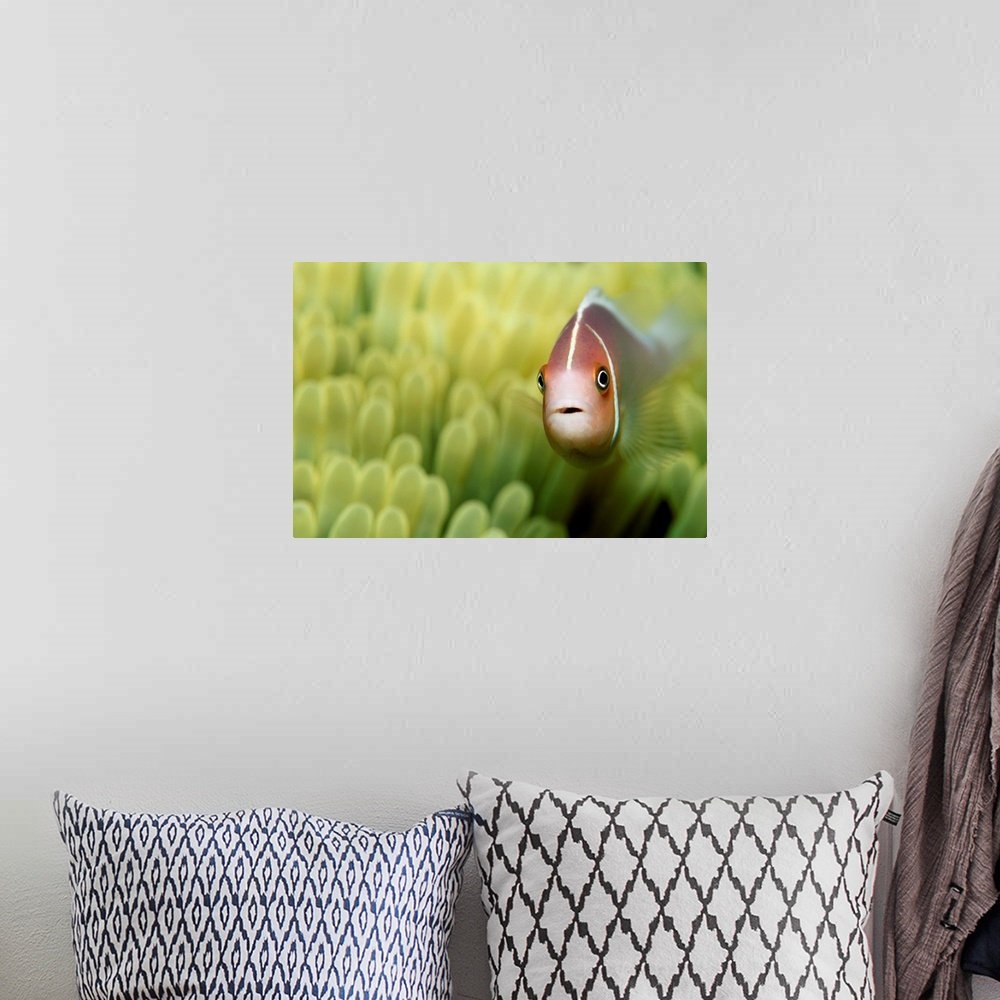 A bohemian room featuring Pink Anemone Fish Close-Up
