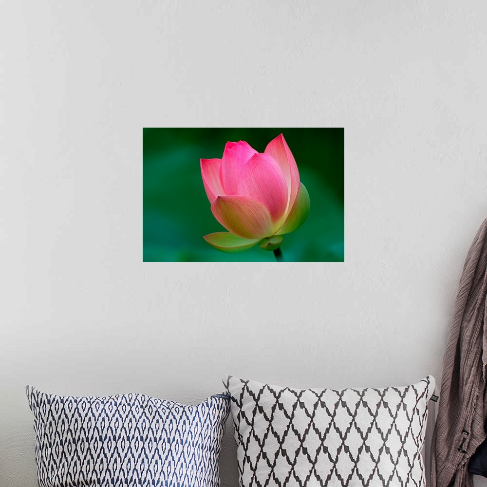 A bohemian room featuring Pink Lotus flower blossom on soft green background.