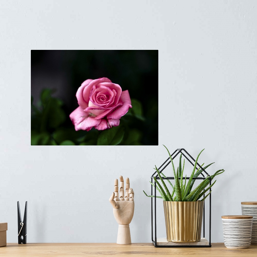 A bohemian room featuring Pink rose against dark background.