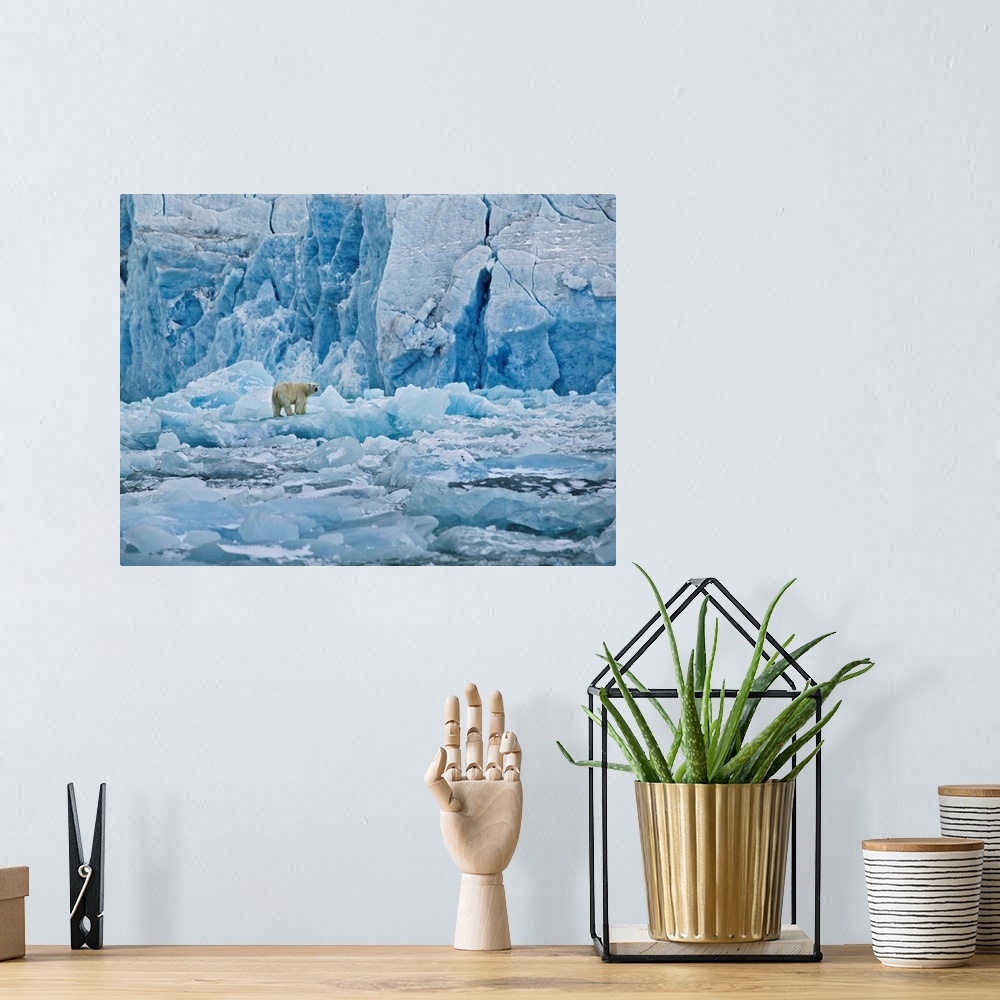 A bohemian room featuring Polar Bear On Ice At Monaco Glacier