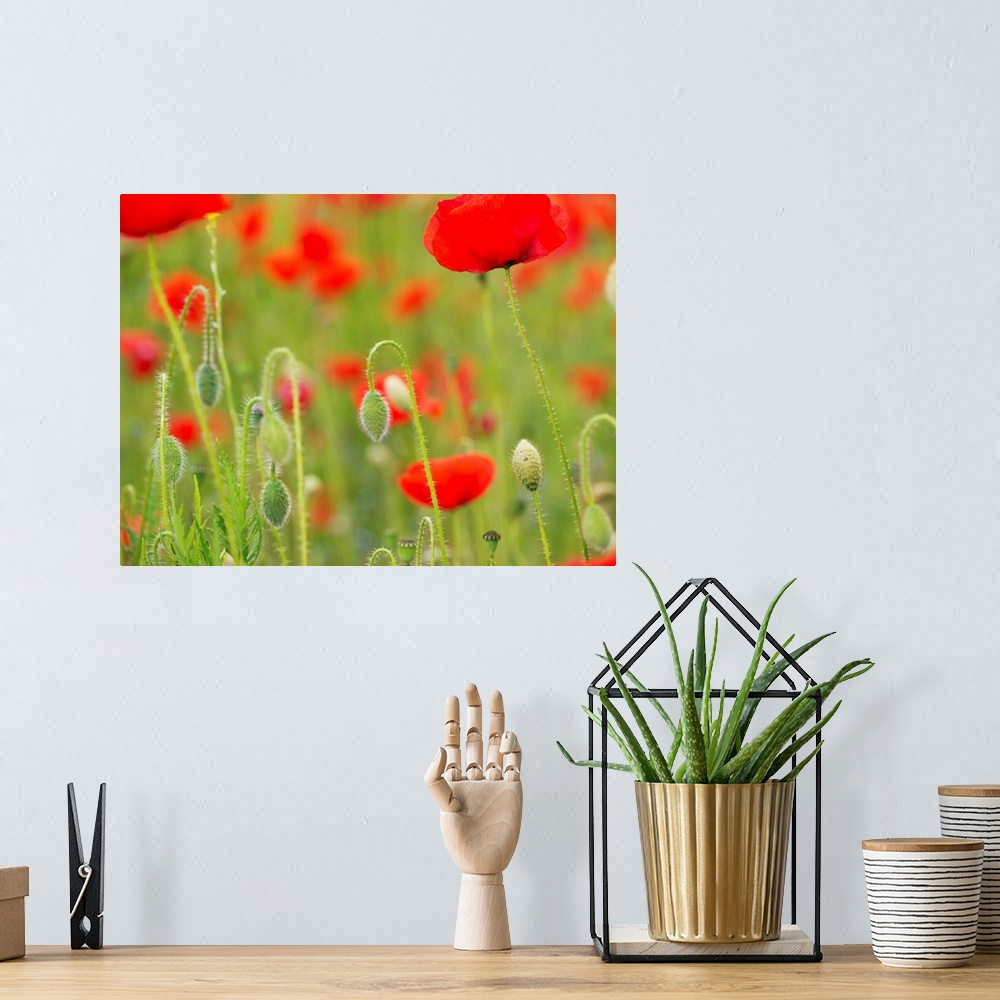 A bohemian room featuring Poppies, Somme valley, France