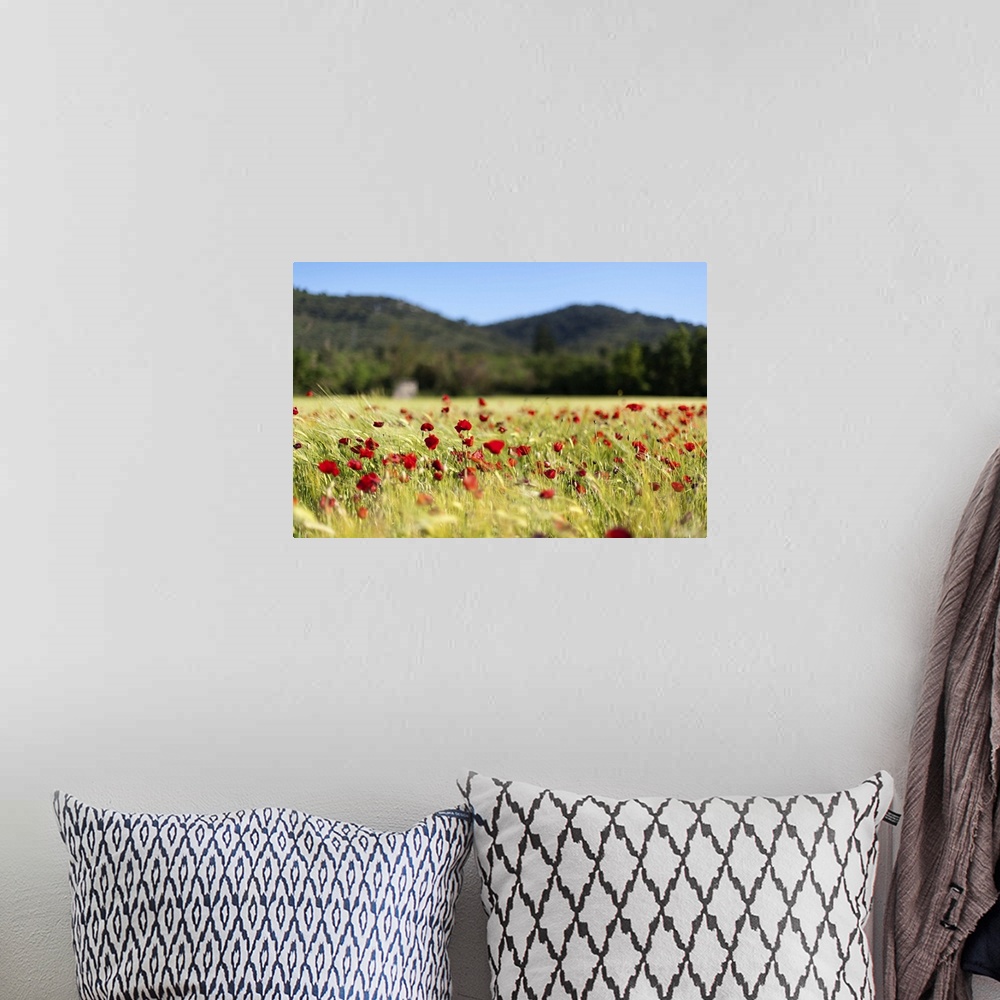 A bohemian room featuring A rural field with blooming poppies in the wind with Provencal hills  background.