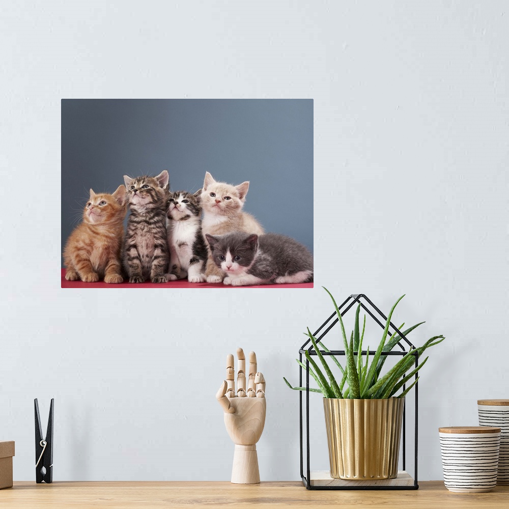 A bohemian room featuring Portrait of group of kittens