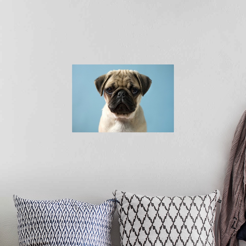 A bohemian room featuring Pug puppy against blue background