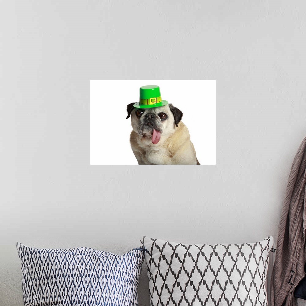 A bohemian room featuring Pug with his tongue hanging out side of his mouth and wearing St. Patricks Day Hat.