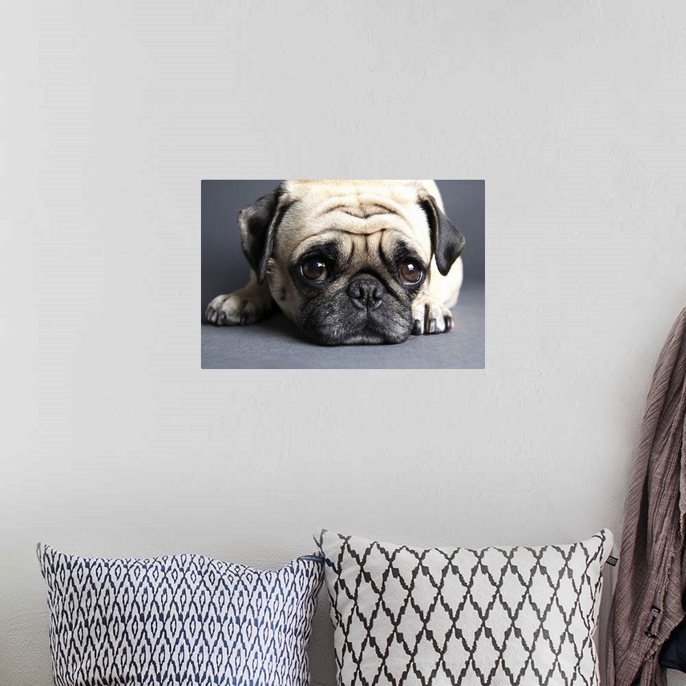 A bohemian room featuring Pug with head on the floor