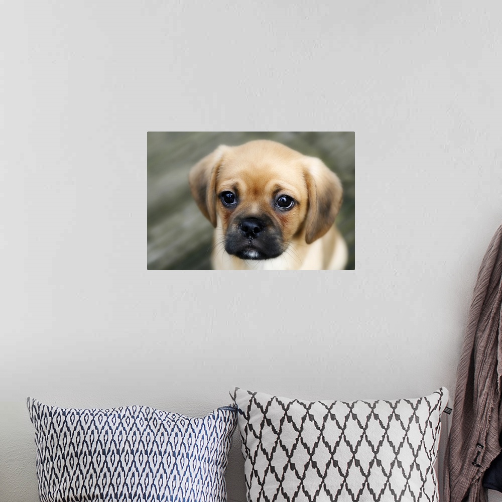 A bohemian room featuring Pugalier Puppy looking at Camera Close up