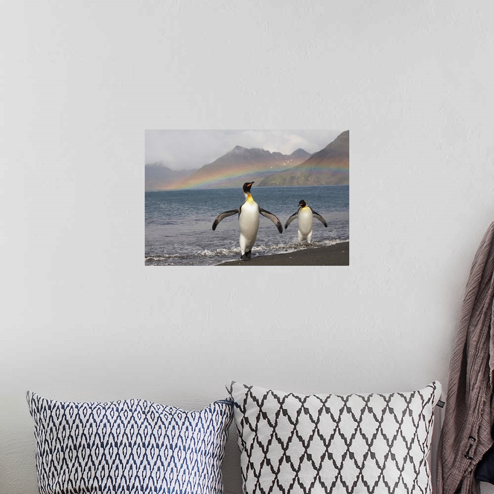 A bohemian room featuring Rainbow behind two King Penguins (Aptenodytes patagonicus) on the shoreline at a massive rookery ...