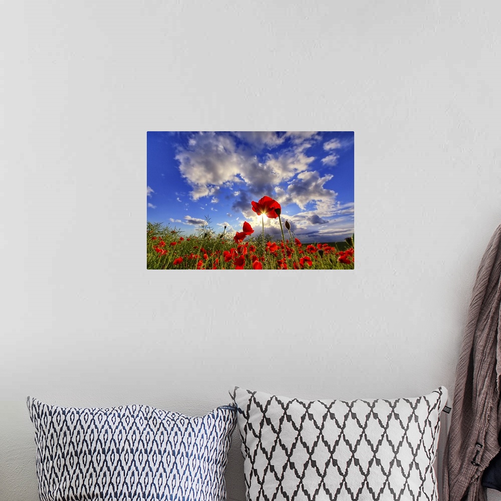 A bohemian room featuring Poppy flowers against cloudy sky with sun.