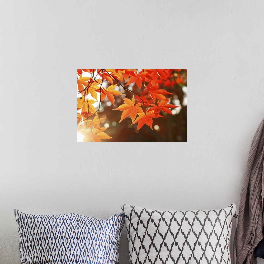 A bohemian room featuring Red Autumn Maple leaves