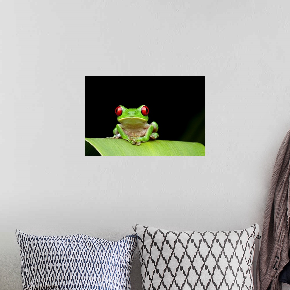 A bohemian room featuring Costa Rica, Carate, Red-eyed Tree Frog (Agalychnis callidryas) resting on leaf in Osa Peninsula a...