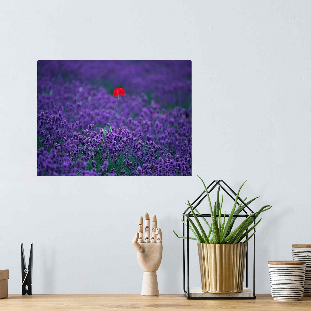 A bohemian room featuring Red poppy standing in a lavender Field
