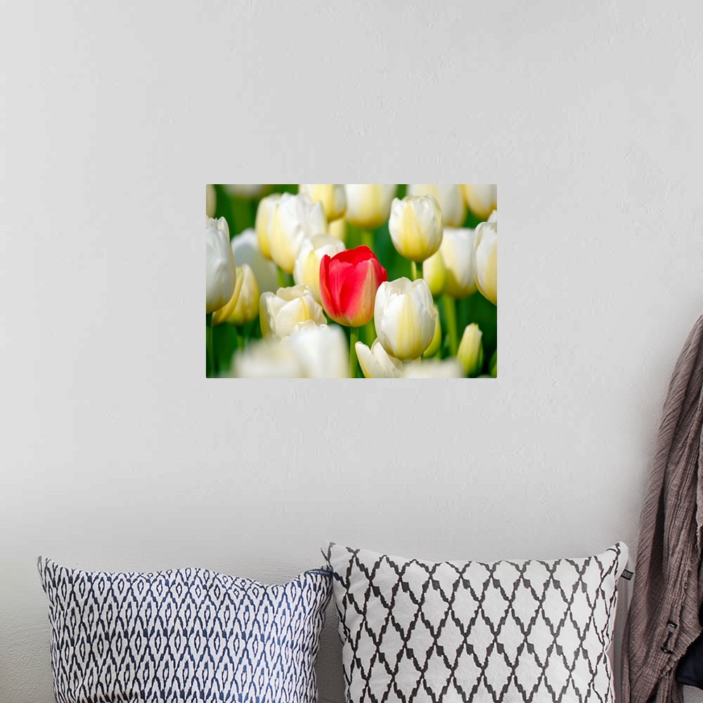A bohemian room featuring Red Tulip In A Field Of White Tulips