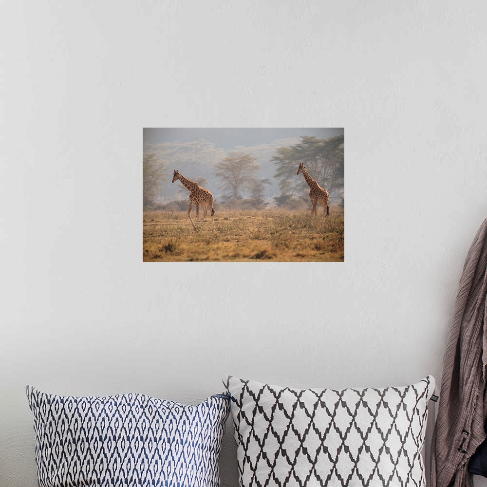 A bohemian room featuring Reticulated giraffes , Nakuru National Park , Kenya , Africa