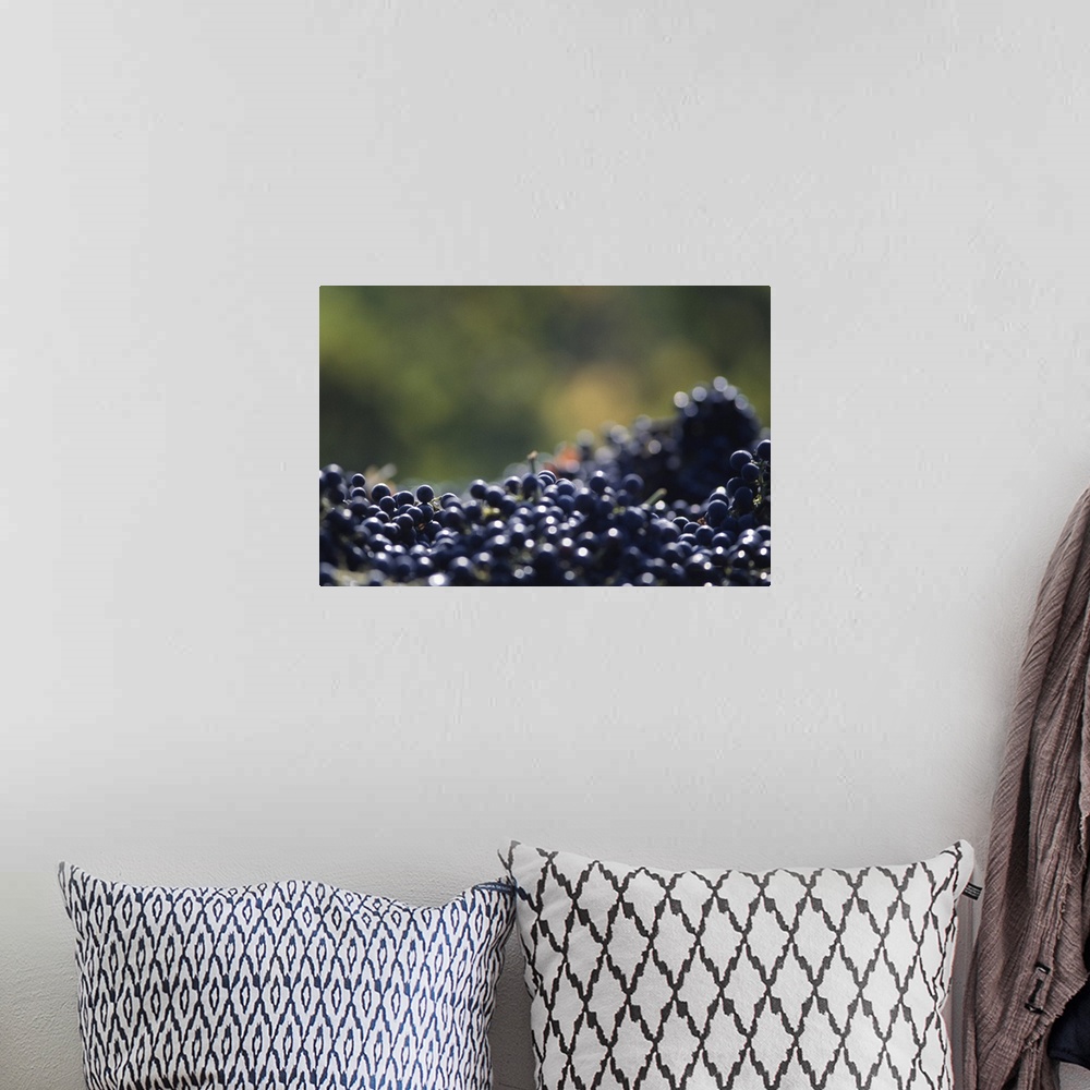 A bohemian room featuring Ripe grapes, Napa Valley, CA, USA, (Close-up)