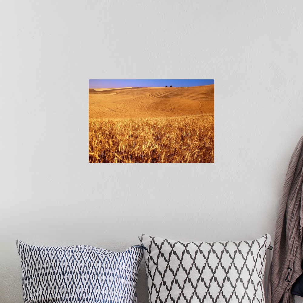 A bohemian room featuring Original caption: A wheat field in eastern Washington at harvest time.