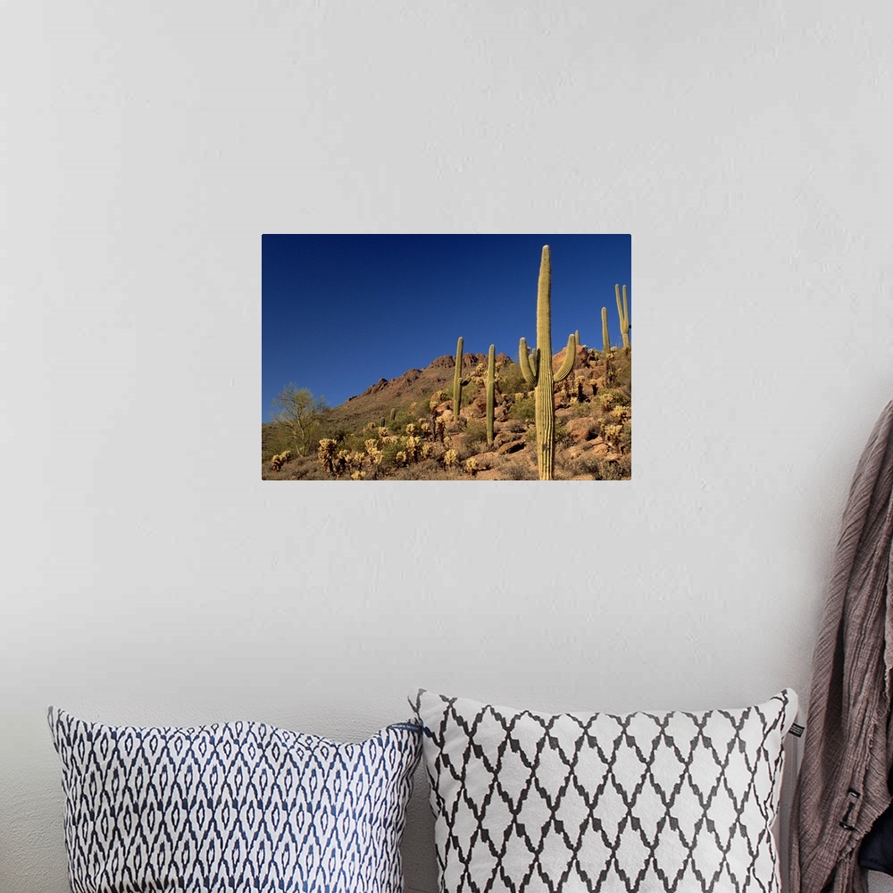 A bohemian room featuring Saguaro cacti and Tucson Mountains, Tucson Mountain State Park, Tucson, Arizona