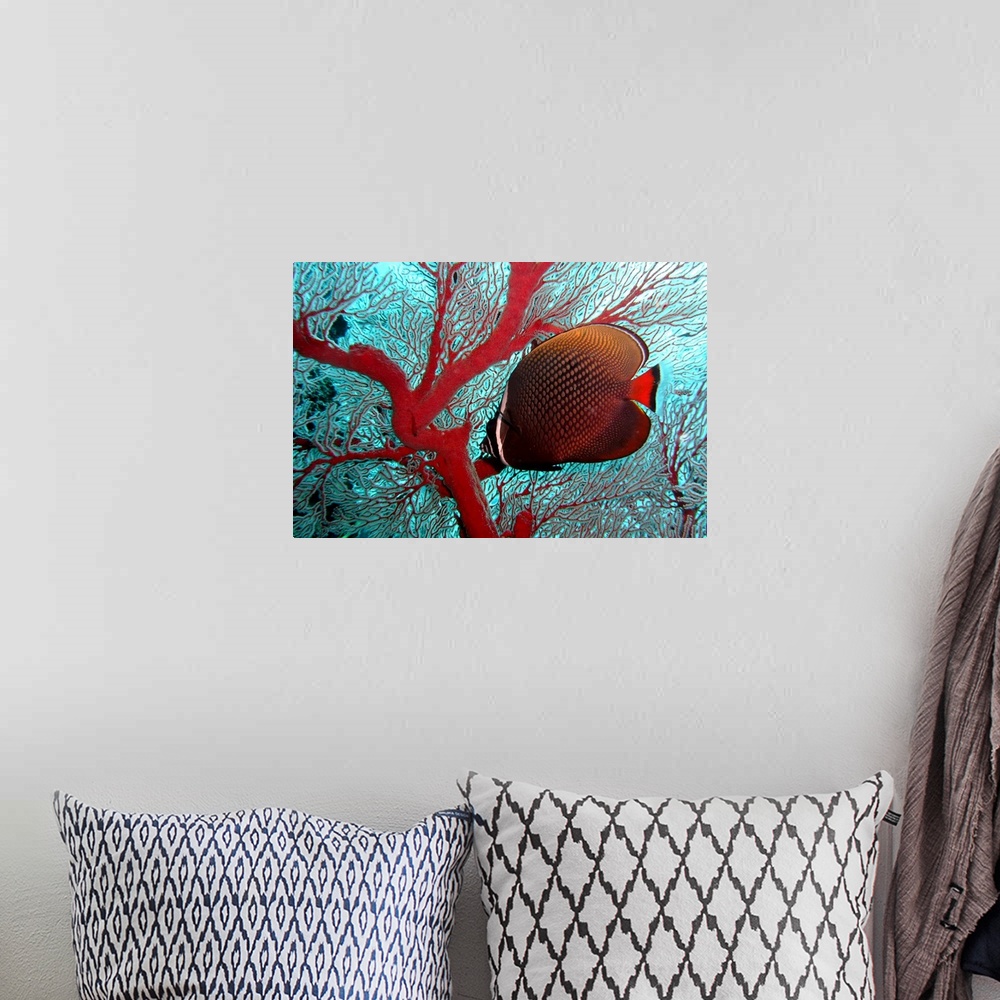 A bohemian room featuring Sea fan and butterflyfish, Similan Islands National Marine Park, Thailand.