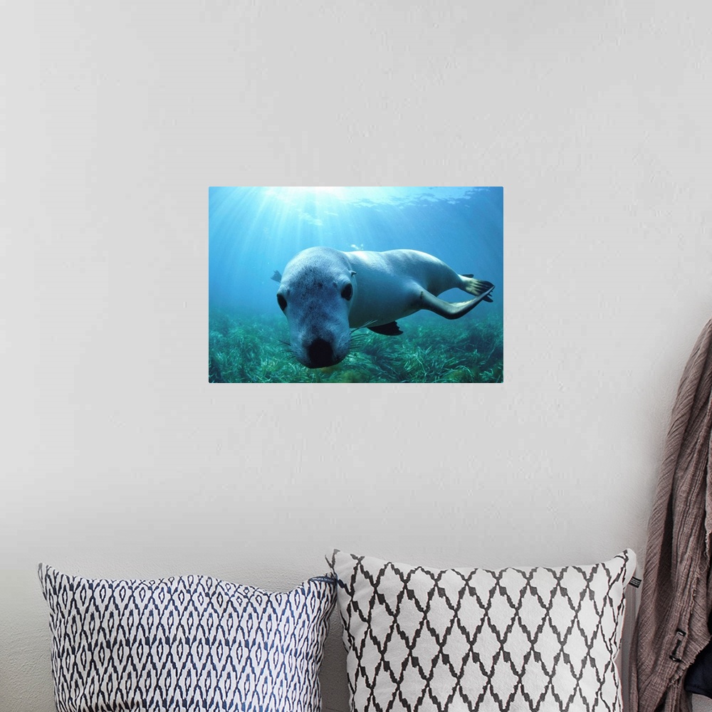 A bohemian room featuring Sea Lion