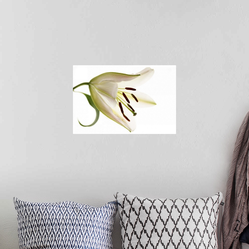A bohemian room featuring Side View of Single Lily Flower