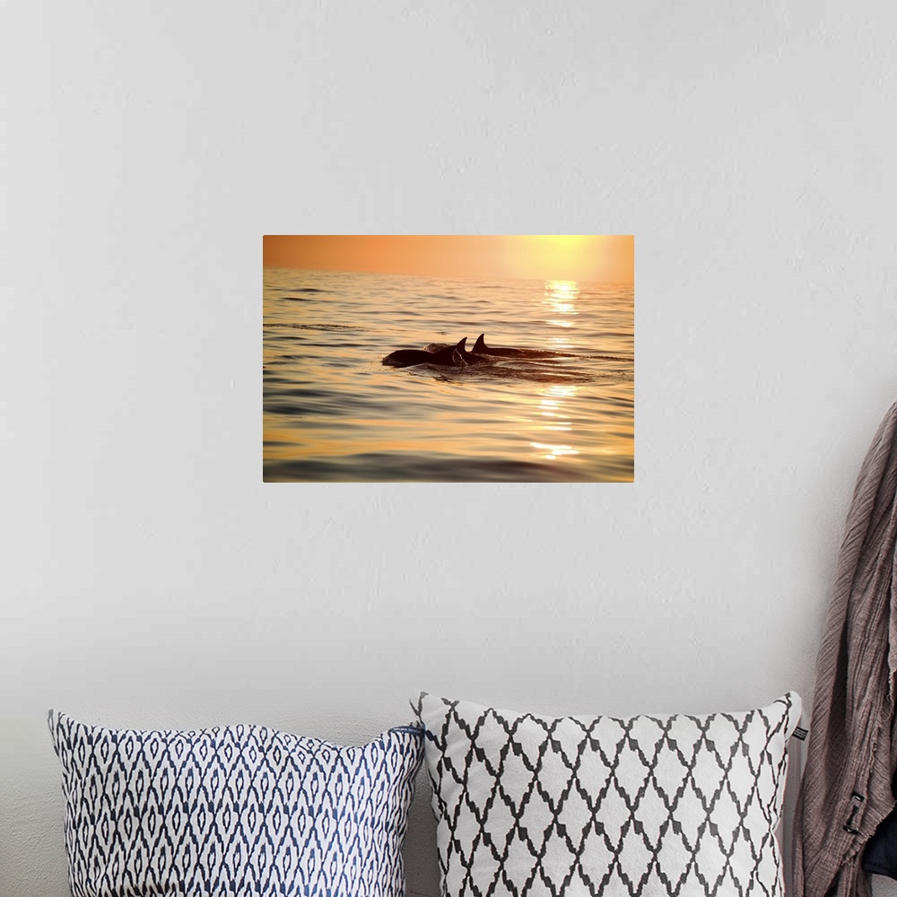 A bohemian room featuring Silhouette of a pair of Bottlenose Dolphin (Tursiops aduncus) surfacing at sunrise, Nelson Mandel...
