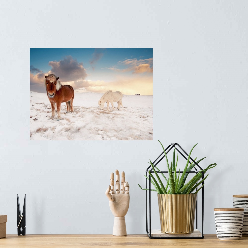 A bohemian room featuring Small Icelandic horses in snow during winter.