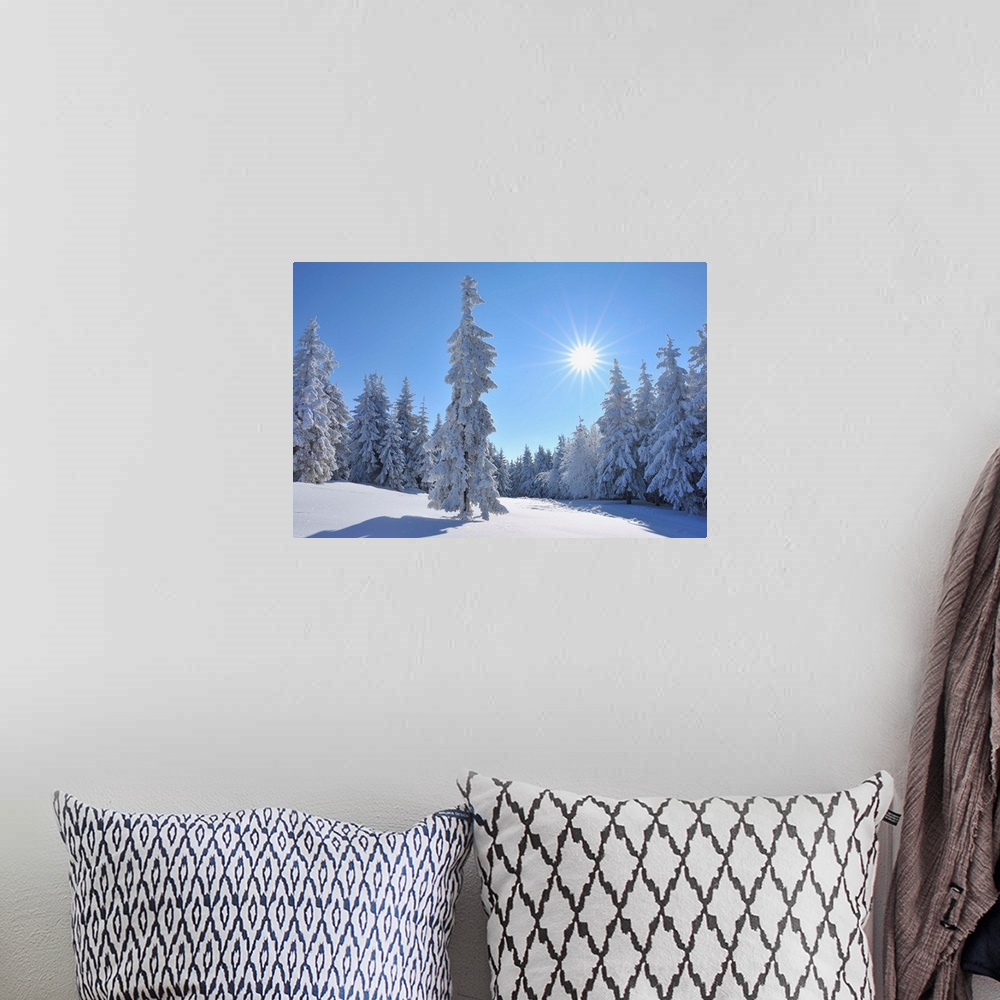 A bohemian room featuring Snow covered Conifer Trees with Sun, Winter, Grosser Beerberg, Suhl, Thuringia, Germany