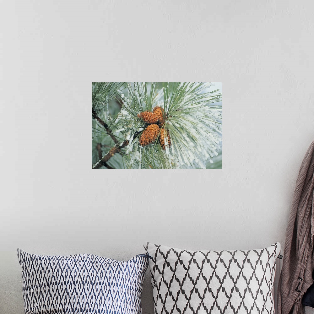 A bohemian room featuring Snow covered pine cones on branch