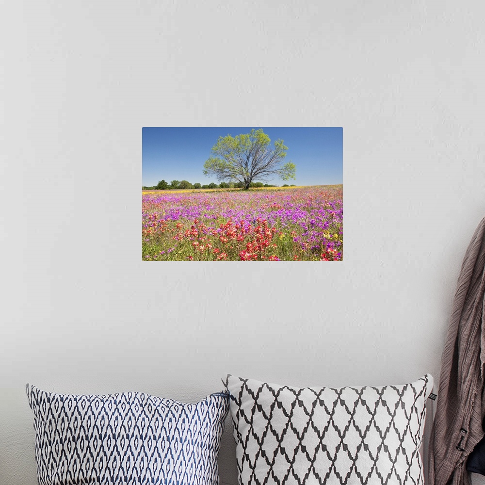 A bohemian room featuring Spring mesquite trees growing in wildflowers, Texas, USA, North America