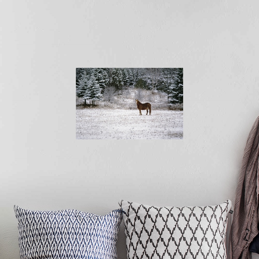 A bohemian room featuring Stallion on winter landscape, Canada