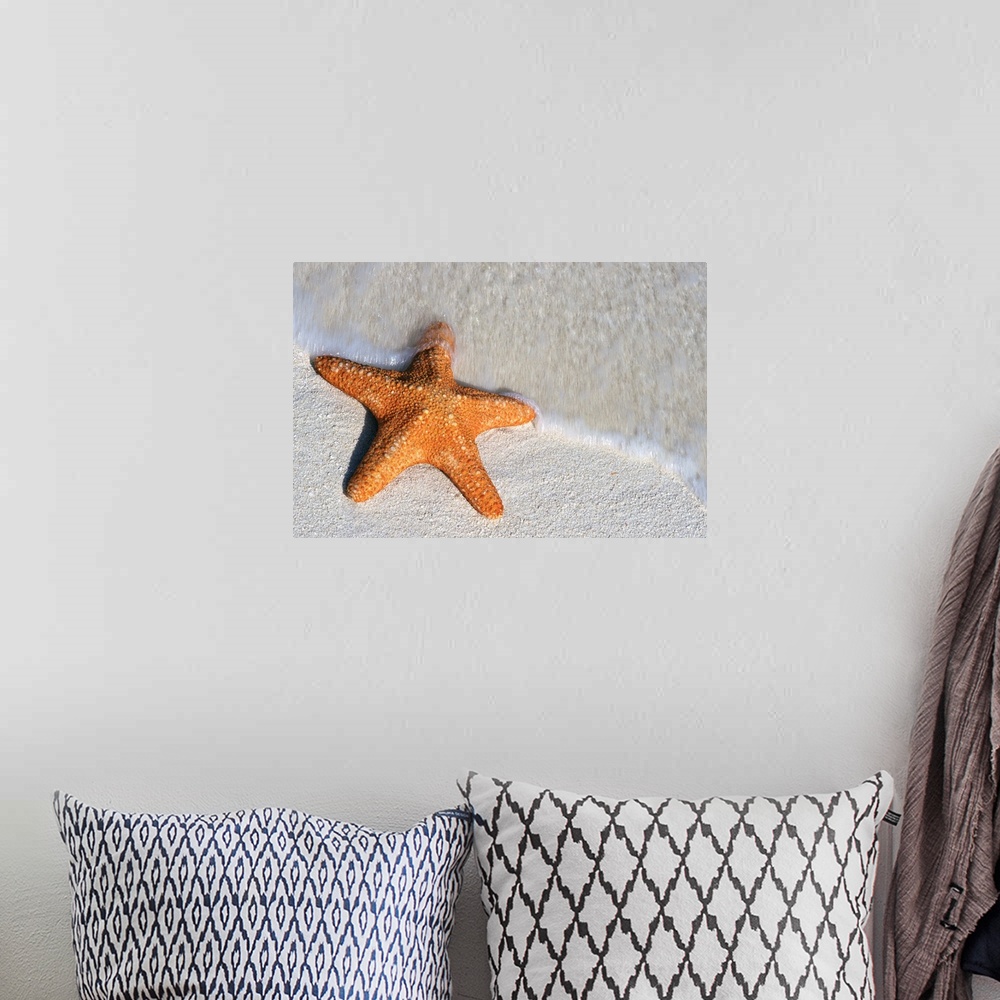 A bohemian room featuring Starfish On Shore