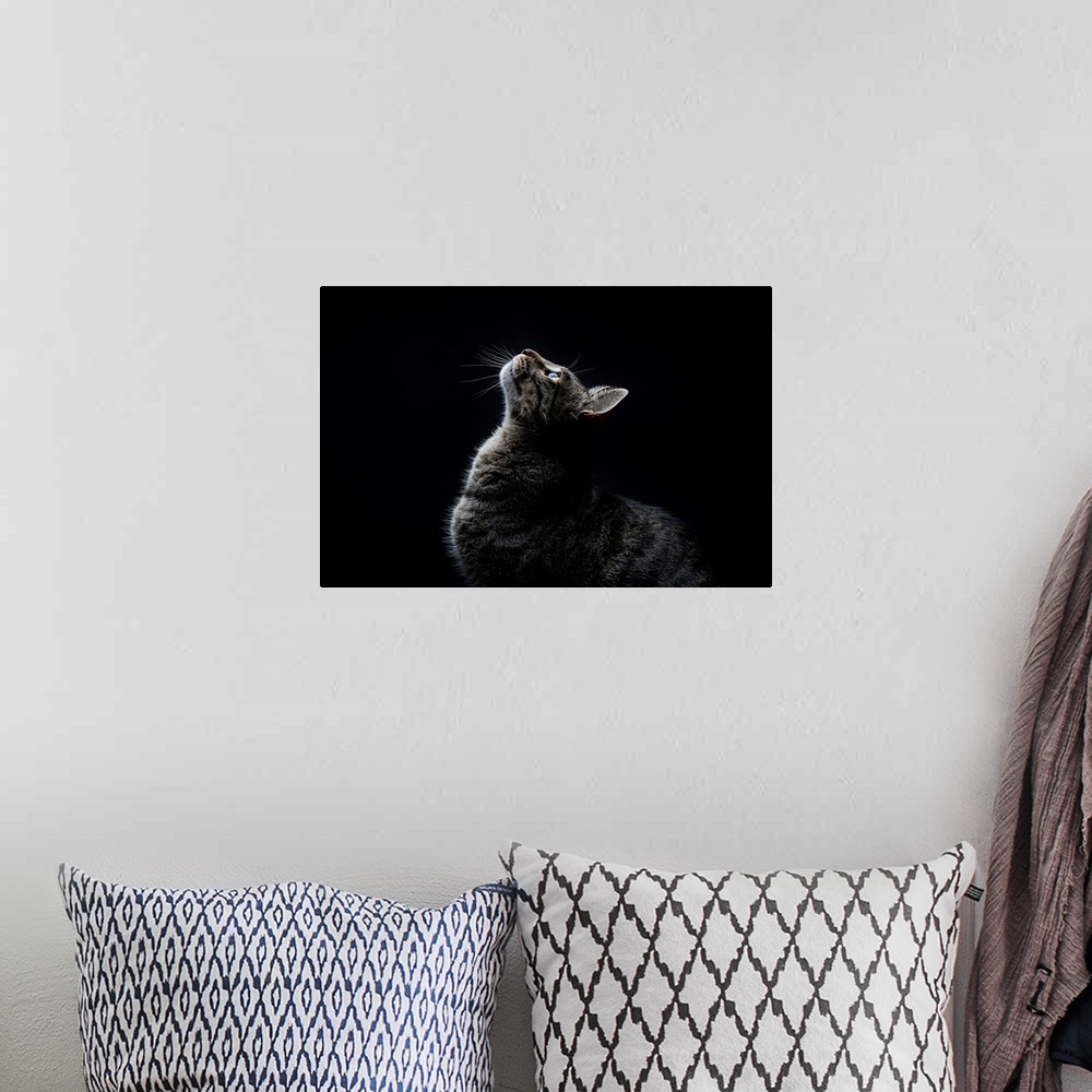 A bohemian room featuring Close-up of striped gray stray cat looking up on a black background.