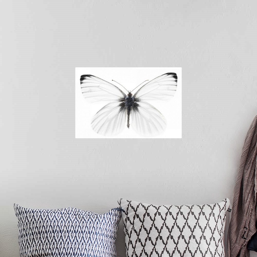 A bohemian room featuring Studio shot of sharp-veined white butterfly