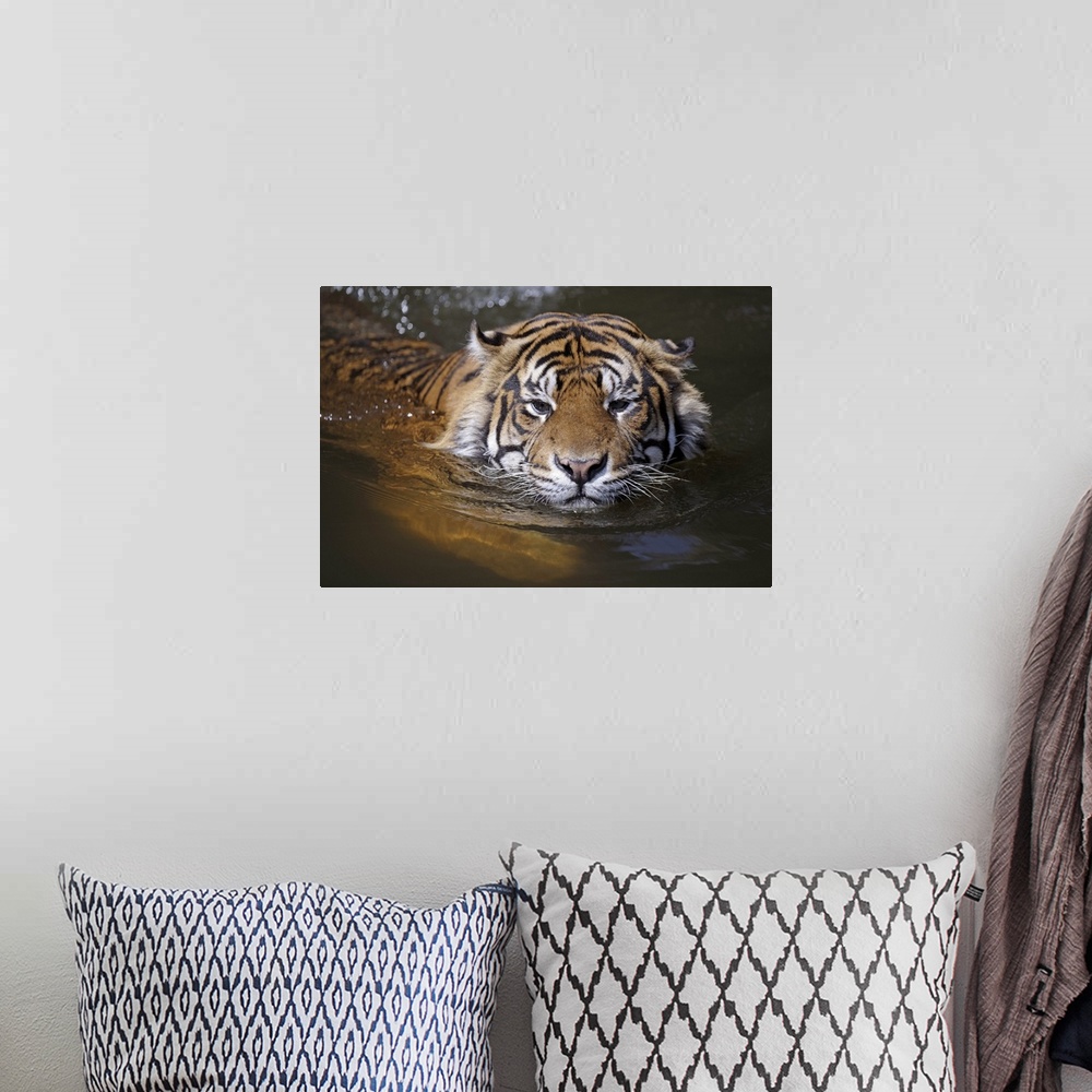 A bohemian room featuring Sumatran tiger, Panthera tigris sumatrae